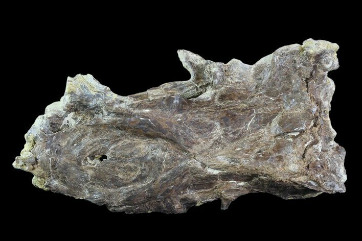 Ichthyodectes (Monster Fish) Skull Section - Kansas #93757
